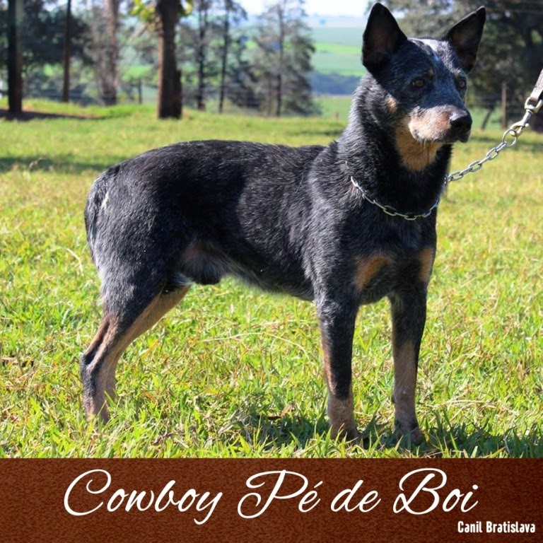 [cowboy%2520p%25C3%25A9%2520de%2520boi%25203%2520copy%255B2%255D.jpg]