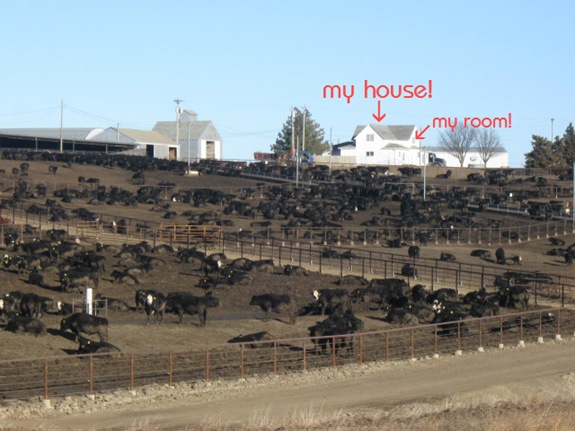 feedlot