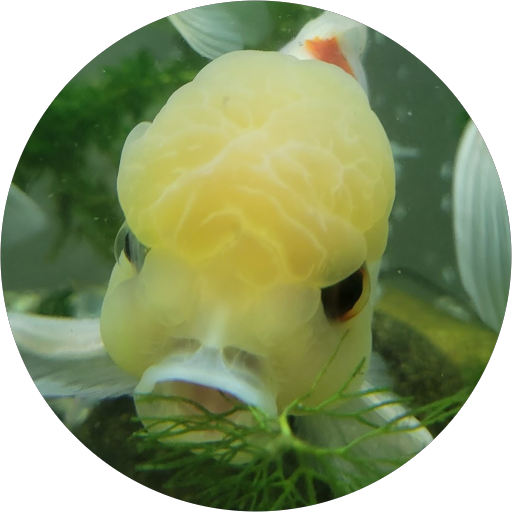 塚本大介