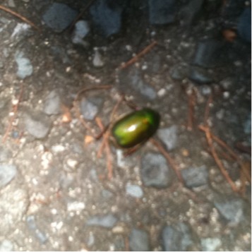 Green beetle