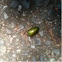 Green beetle