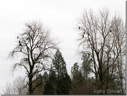 Busy Eagle trees