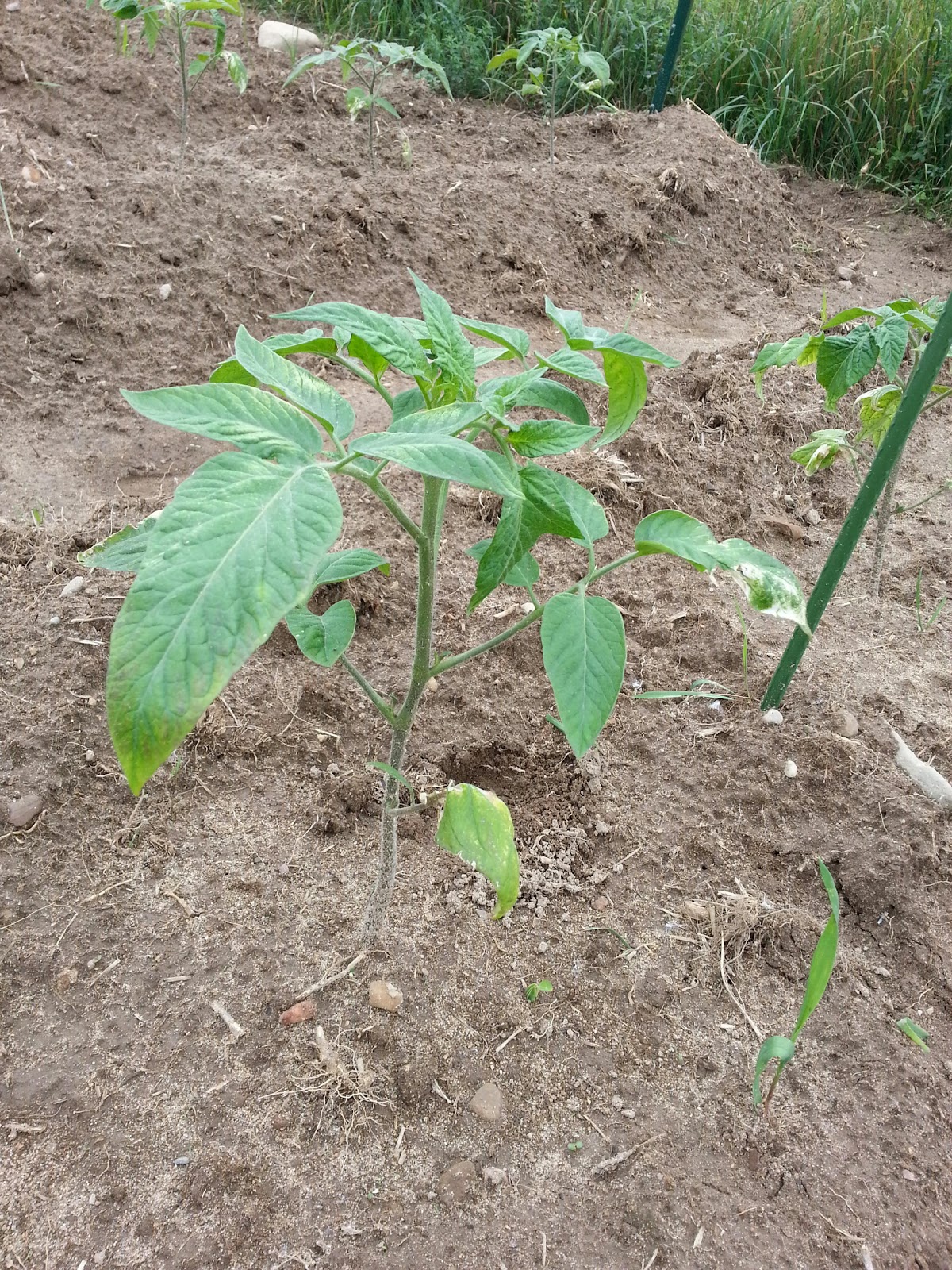 Michigan Veggies Tomatoes Growing Strong