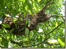 July swarm