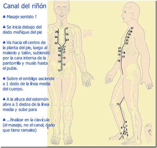 Canal del riñón - Gráifico explicado1