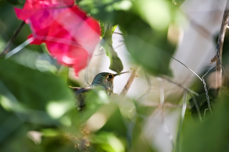 hummingbird-8