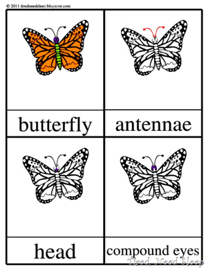 parts of a butterfly - Montessori 3-part cards