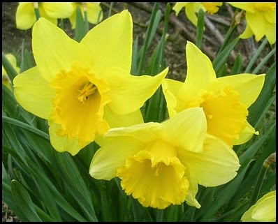 Daffodils5