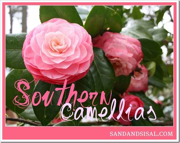 Southern Camellias (1024x808)