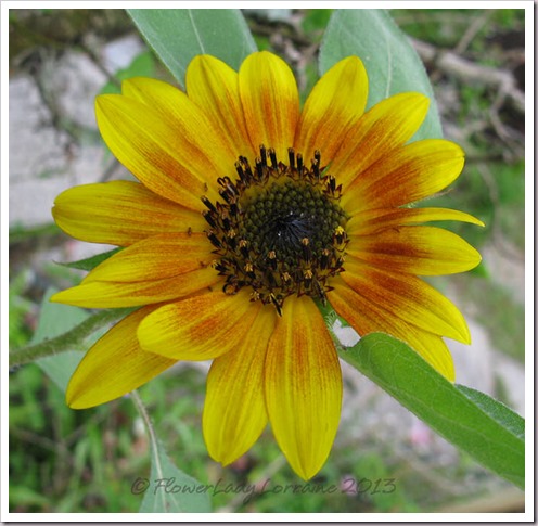 06-23-sunflower3