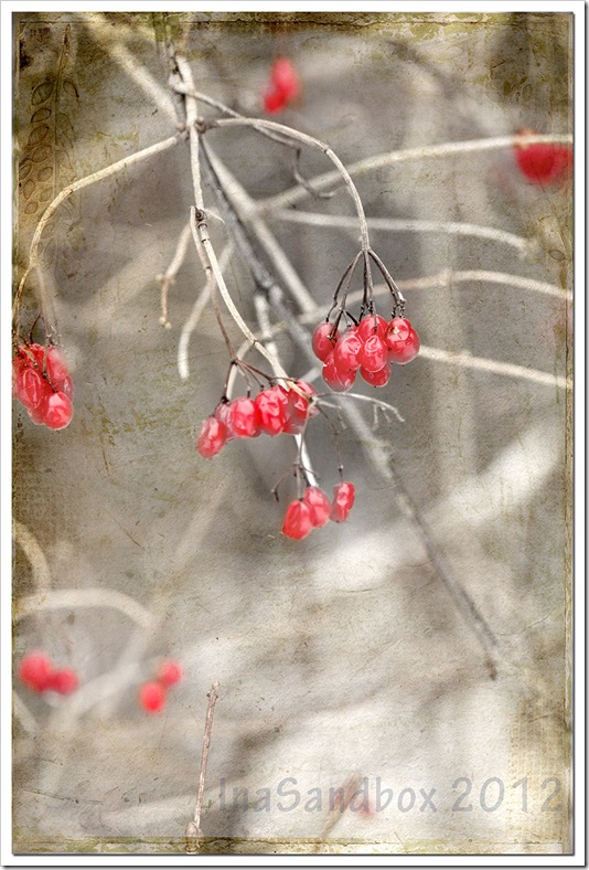 berries with naturesbeauty texture