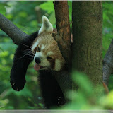 roter Panda (Firefox)