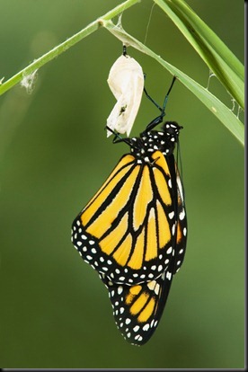 butterfly-and-cocoon1