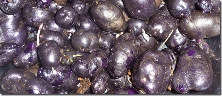 Purple congo potatoes