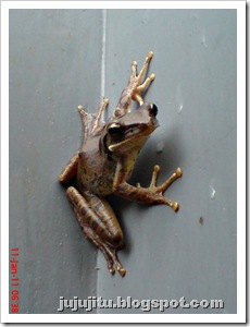 Polypedates leucomystax_Katak Pohon Bergaris_Stripped Tree Frog 5