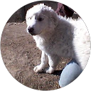 Image Google de Carole Guyot