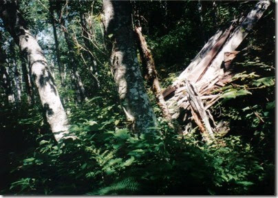 Collapsed Snowshed Ruins near Milepost 1715 on the Iron Goat Trail in 1998