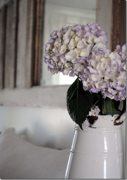 purple hydrangeas