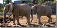 Elephant buddies 1-28-2014 1-40-00 PM 3111x1522