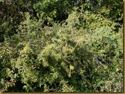 Blackthorn or Sloe, Prunus spinosa
