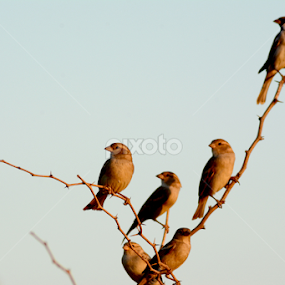 the house sparrow by Rakesh Sharma - Animals Birds