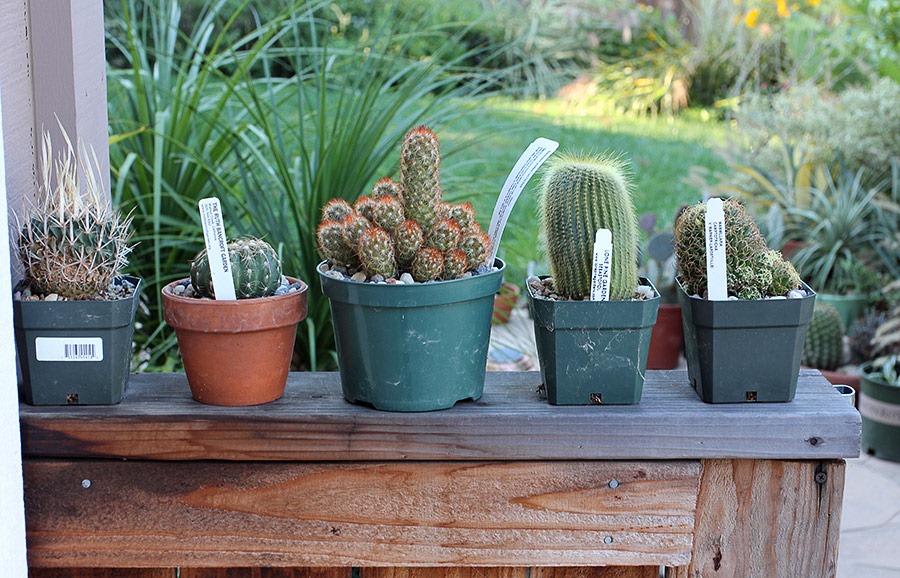 [111029_potted_cacti_on_fence%255B2%255D.jpg]