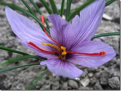 [Crocus-sativus-1_thumb12.jpg]