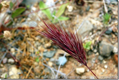 1184 S.Bartolomé-Arteara(Espiguilla roja) 1184 S.Bartolomé-Arteara(Espiguilla roja)