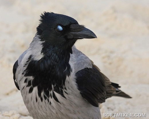 [voroni%252Bvorona%252Bptitci%252Bvoron%252B21913144784%255B7%255D.jpg]