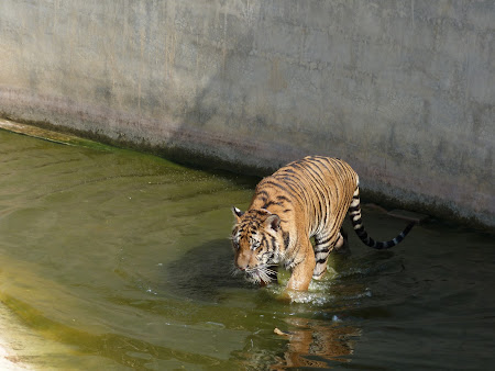 Templul tigrilor Thailanda - tigru in apa