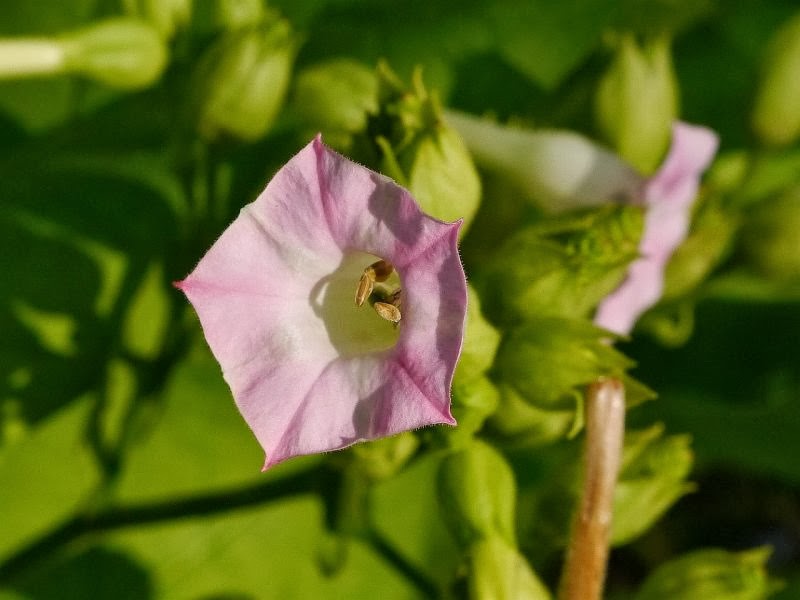[Nicotiana%2520havanensis%255B4%255D.jpg]
