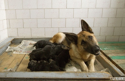 Как готовят собак в пограничные войска