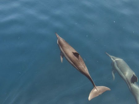 32. Delfini Oman.JPG