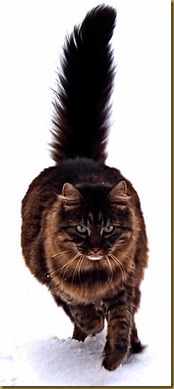 Maine_Coon_cat_by_Tomitheos