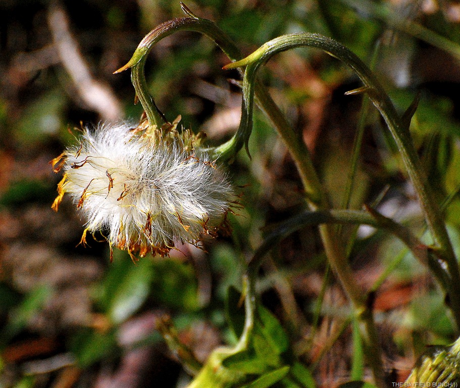 [DSC_6371%255B4%255D.jpg]