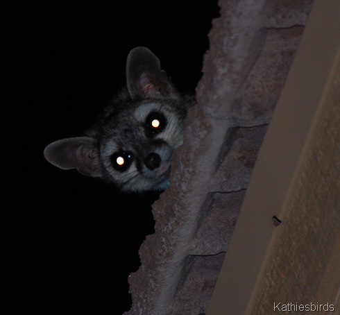 2. ring-tailed cat on roof-kab