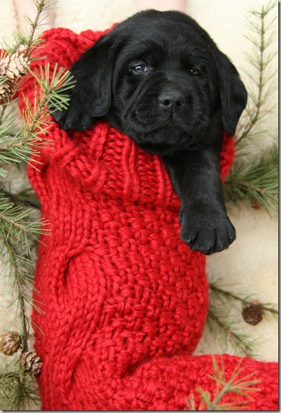 perro gorritos navidad (23)