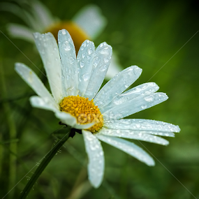 by Jane Bjerkli - Flowers Flowers in the Wild