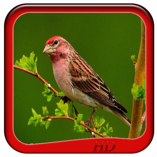 Birds Wallpapers HD 娛樂 App LOGO-APP開箱王