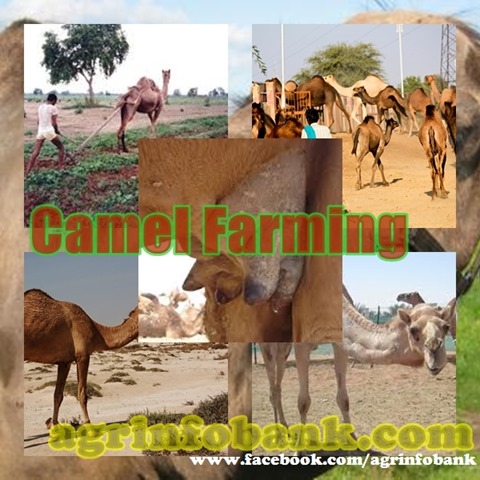 Camel Farming