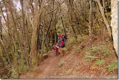 043 Garajonay-El Cedro 043 Garajonay-El Cedro