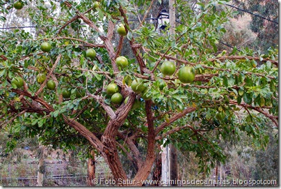 7248 Cruz Grande-La Filipina (Crescentia cujete-árbol de la calabaza) 7248 Cruz Grande-La Filipina (Crescentia cujete-árbol de la calabaza)