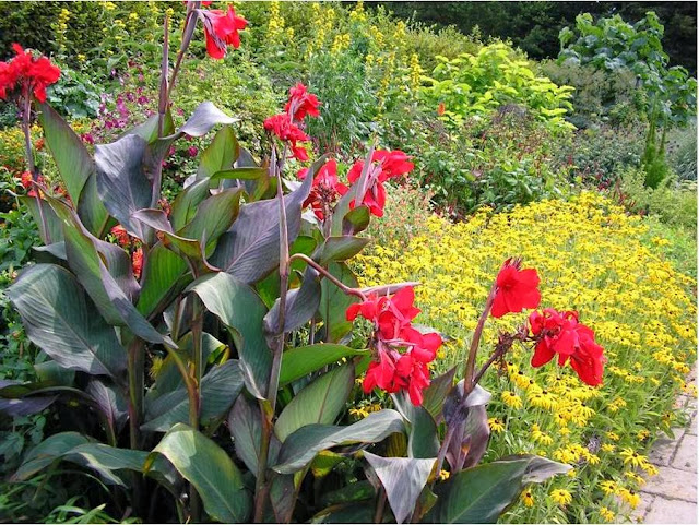 Cây chuối hoa canna chuoi hoa canna