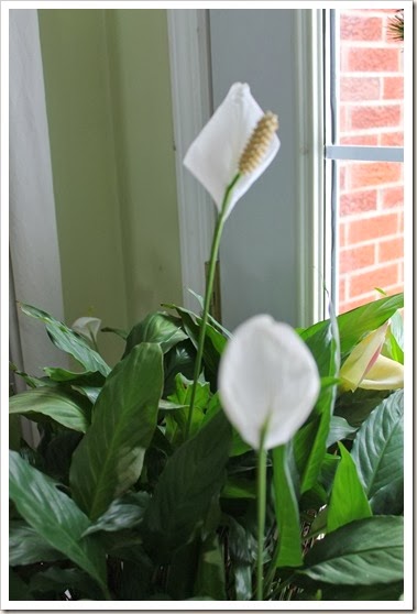 2014-01-10 peace lily 041