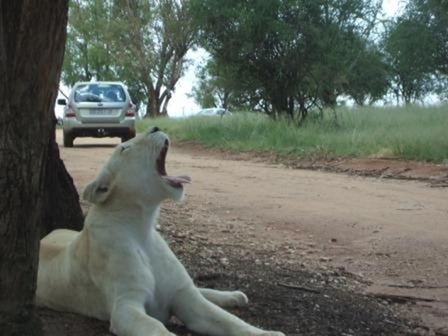 White Lionness