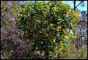 21 - Citrus Trees