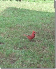 cardinal1