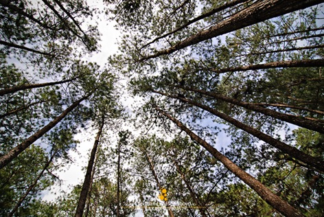 Baguio's Towering Pine Trees