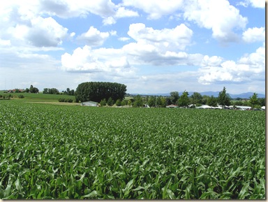 corn_field_landscape_full