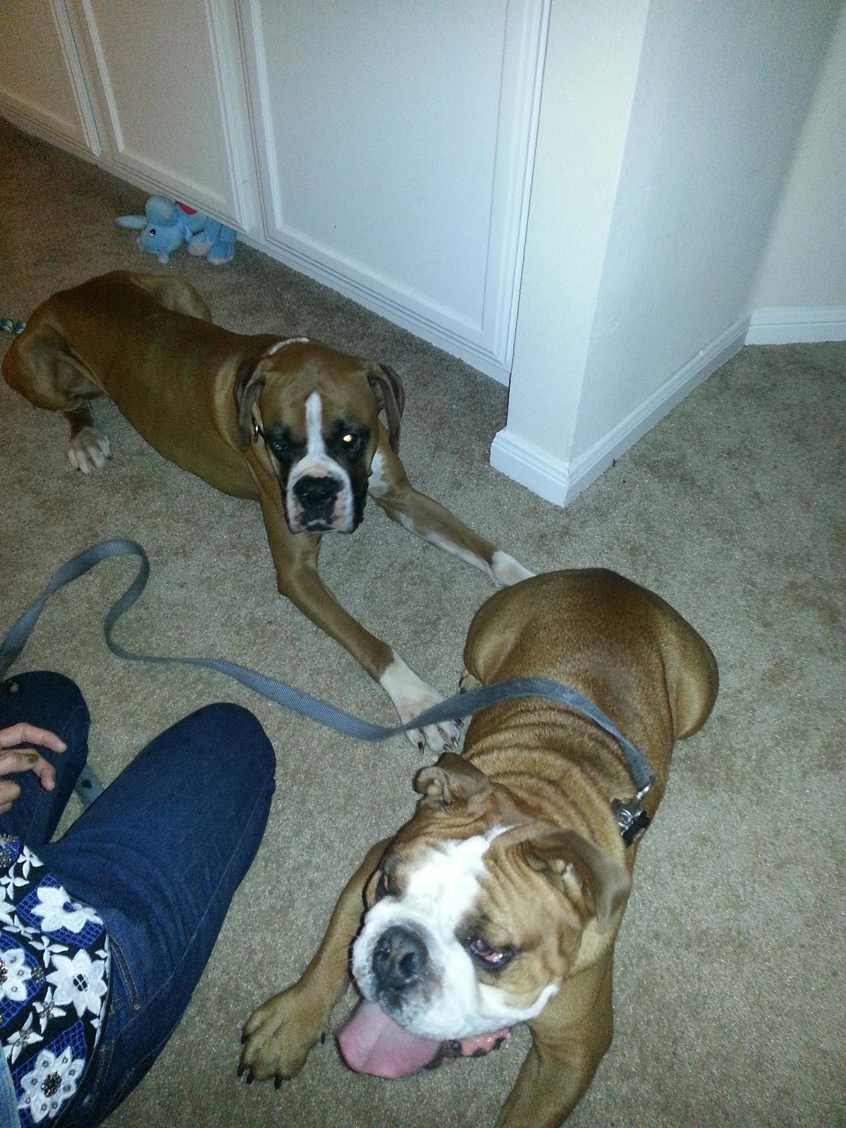 My adventures Doggie play dates